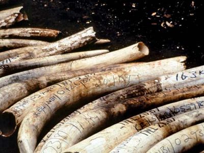 confiscated ivory