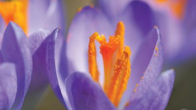 Close-up of a purple crocus plant, of the iris family (Iridaceae); location: Chicago, Illinois. (pollen, pollination, stamens, flowers, plants)