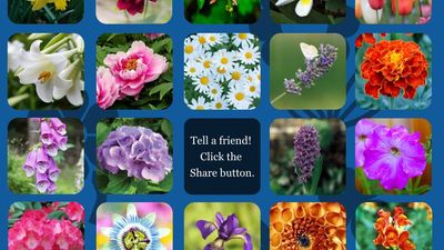 Flower bingo infogram