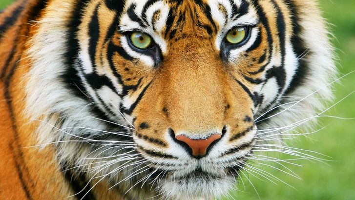 A Britannica File video about declining tiger species worldwide. NO NARRATION