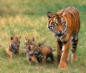 Sumatran tiger (Panthera tigris sumatrae) mother and her four cubs. (tigers, mammals)