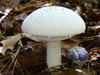poisonous mushrooms