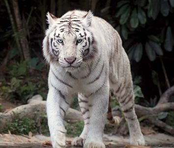 The white tiger is a rare form of the Bengal tiger.